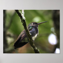 PLAKAT - BEIJA-FLOR 1