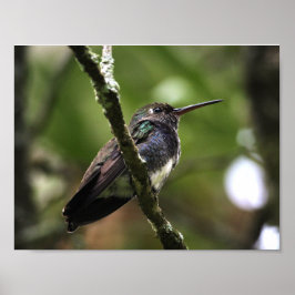 PLAKAT - BEIJA-FLOR 1