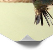 PLAKAT - BEIJA-FLOR 4 (Ecke)