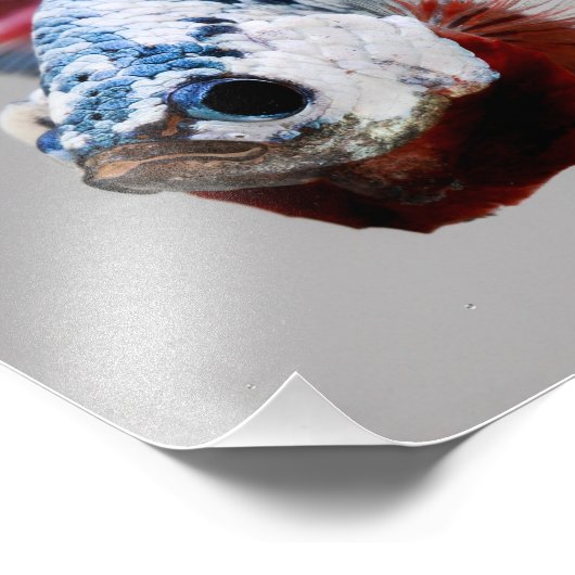 Plakat Betta Fish Fotodruck (Ecke)