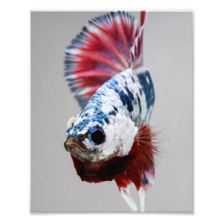 Plakat Betta Fish Fotodruck