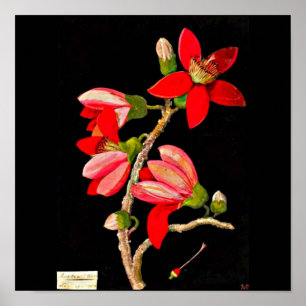 Plakat-Botanische Kunst-Mary Delany 10 Poster