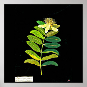 Plakat-Botanische Kunst-Mary Delany 13 Poster