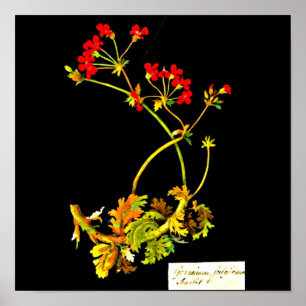 Plakat-Botanische Kunst-Mary Delany 22 Poster
