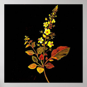 Plakat-Botanische Kunst-Mary Delany 8 Poster