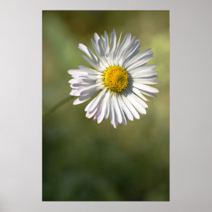 Plakat Daisy Florale Naturfotografie