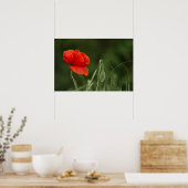Plakat der Mohnblume - Einsame Grazie (Küche)