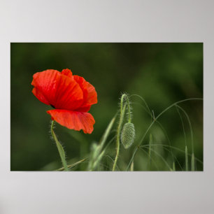 Plakat der Mohnblume - Einsame Grazie