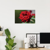 Plakat der Roten Rose Fotografie (Heimbüro)