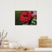 Plakat der Roten Rose Fotografie (Küche)