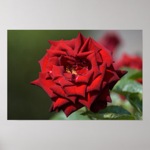 Plakat der Roten Rose Fotografie