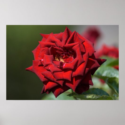 Plakat der Roten Rose Fotografie (Vorne)