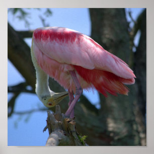 Plakat des rosa Spoonbill