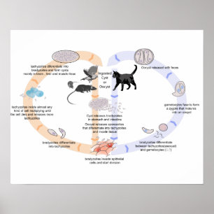 Plakat Diagramm Lebenszyklus von Toxoplasma gondii