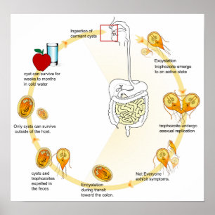 Plakat-Diagrammgiardia-Lebenszyklus-Parasit Poster
