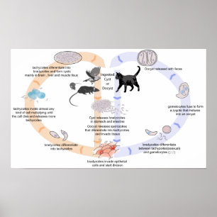 Plakat-DiagrammLebenszyklus von Toxoplasma gondii Poster