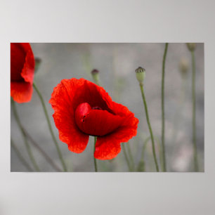 Plakat Die Rote Mohnblume