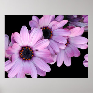 Plakat, drei lila Gänseblümchen Poster