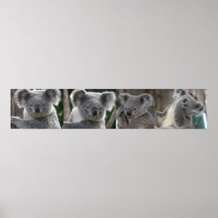 Plakat Ein Koala Australien adoptieren