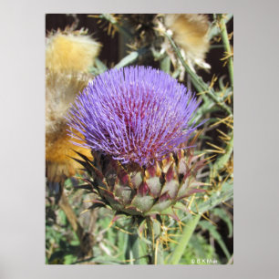 Plakat - Einzelne lila Distelblüte