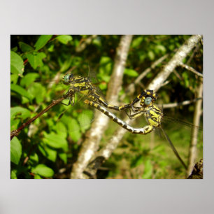 Plakat Flussjungfern