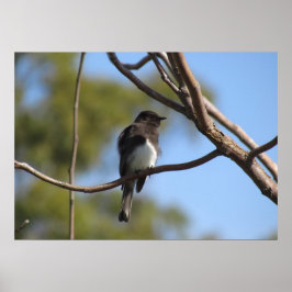 Plakat - Flycatcher