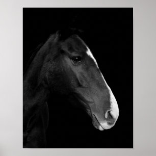 Plakat fotografiert das weiße und negro. Pferd
