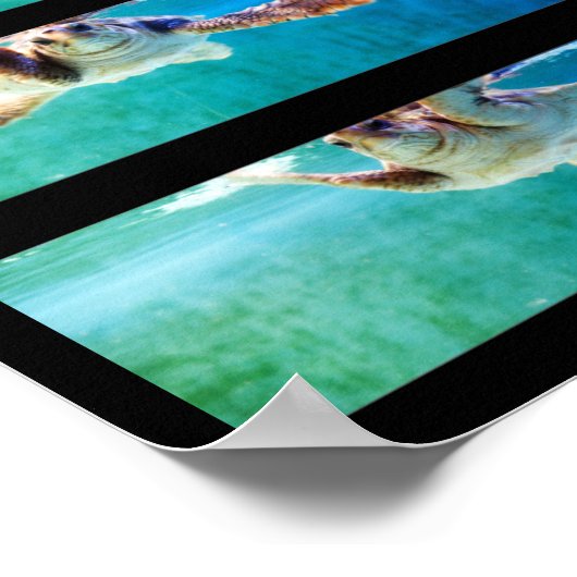 Plakat für die Holzschildkröte (Ecke)