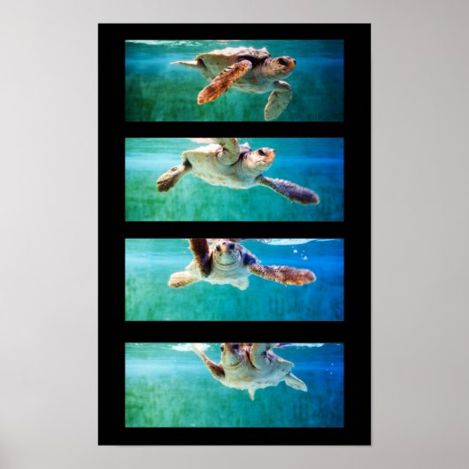 Plakat für die Holzschildkröte (Vorne)