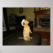 Plakat für Hübsche Dackel (Vorne)