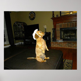 Plakat für Hübsche Dackel