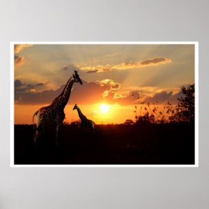 Plakat Giraffen bei einem afrikanischen Sonnenunte