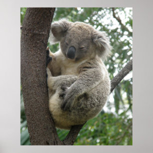 Plakat Koala im Baum Australien