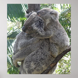 Plakat Koala und Babys Australien Foto ZIZZAGO