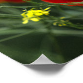 Plakat mit Mohnblumen in der Natur (Ecke)