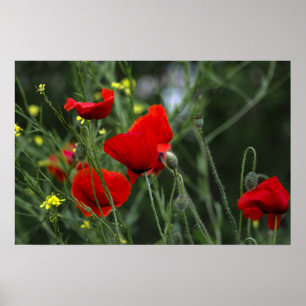 Plakat mit Mohnblumen in der Natur
