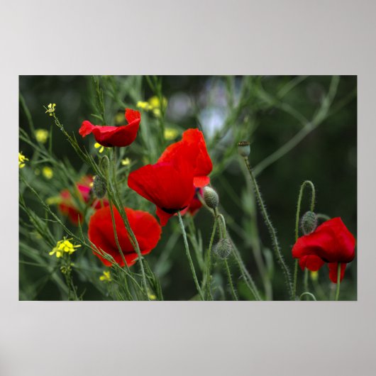 Plakat mit Mohnblumen in der Natur (Vorne)
