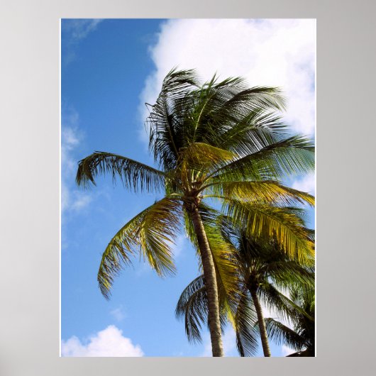 Plakat mit Palme (Vorne)