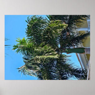 Plakat mit Palme