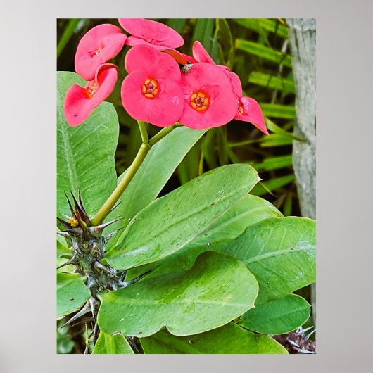 Plakat mit rosa Blume (Vorne)