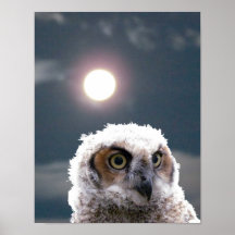 Plakat - Owlet in Mondlicht