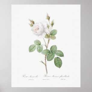 PLAKAT : REDOUTÉ : WEISSE MOOSROSE
