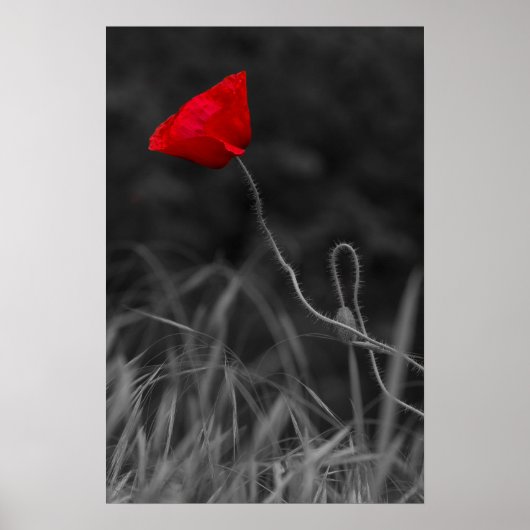 Plakat Rote Mohnblume (Vorne)