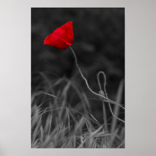 Plakat Rote Mohnblume