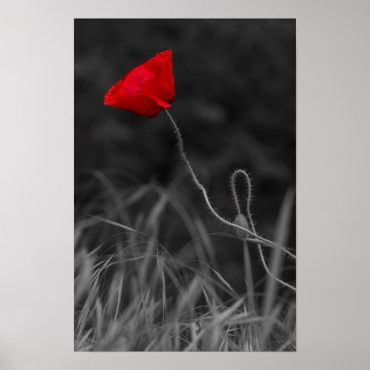 Plakat Rote Mohnblume (Vorne)