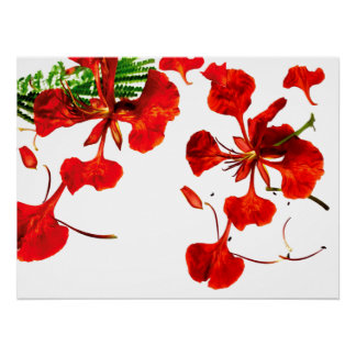 Plakat Royal Poinciana Poster