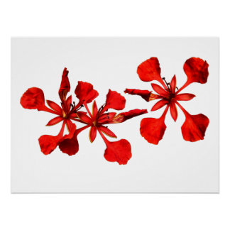 Plakat Royal Poinciana Poster