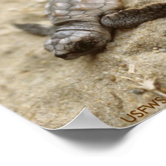 Plakat / Schildkrötenmeerkatze (Ecke)