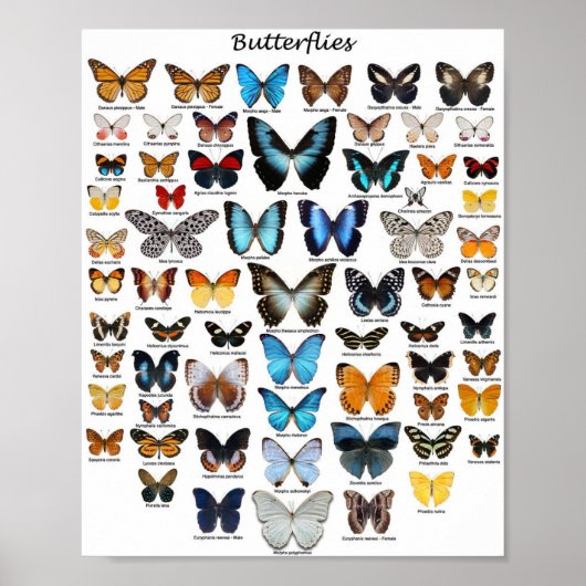 Plakat - Schmetterlingssammlung (Vorne)