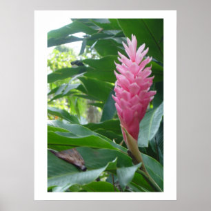 Plakat, schöne rosa Blume in Jamaika Poster
